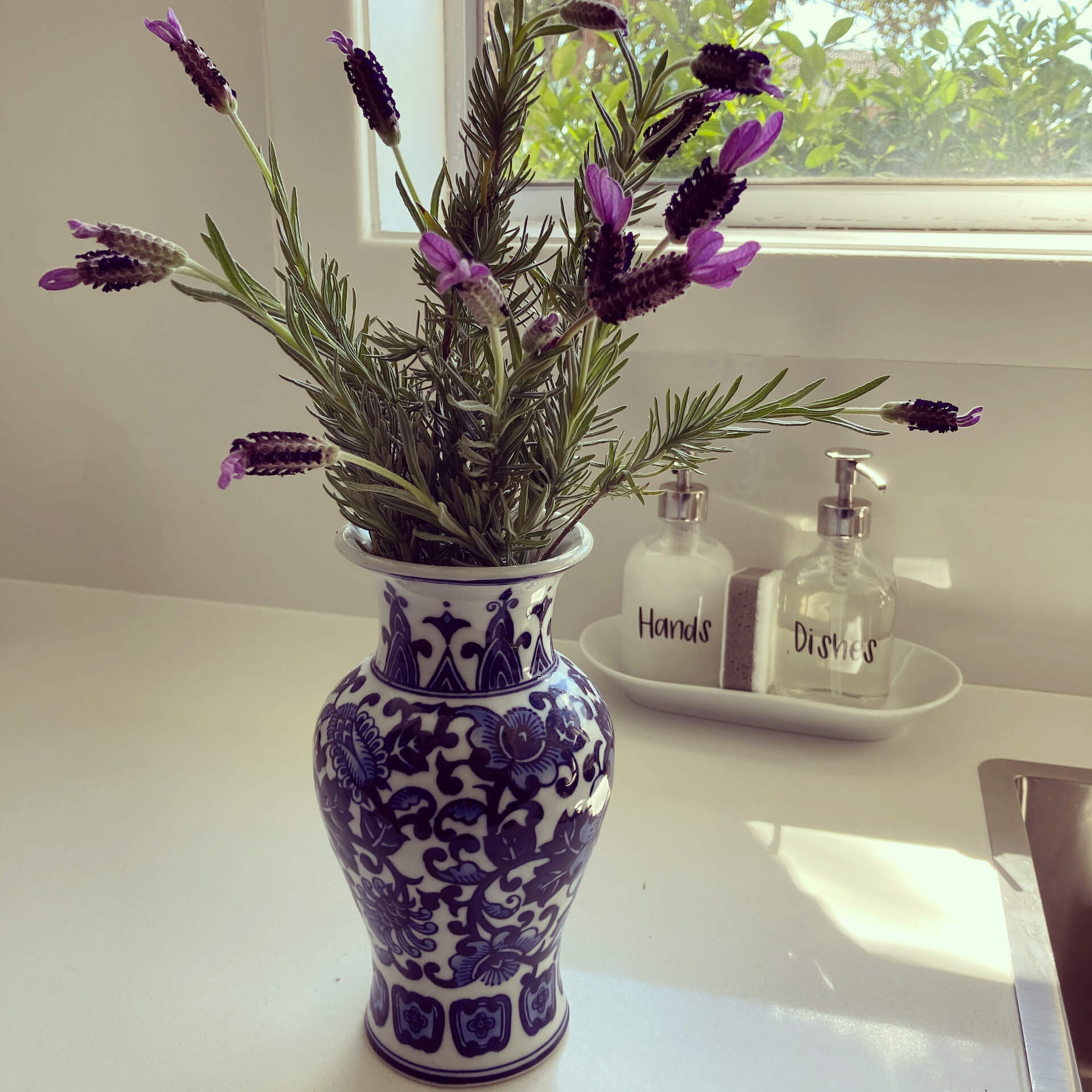 lavender for spring bucket list