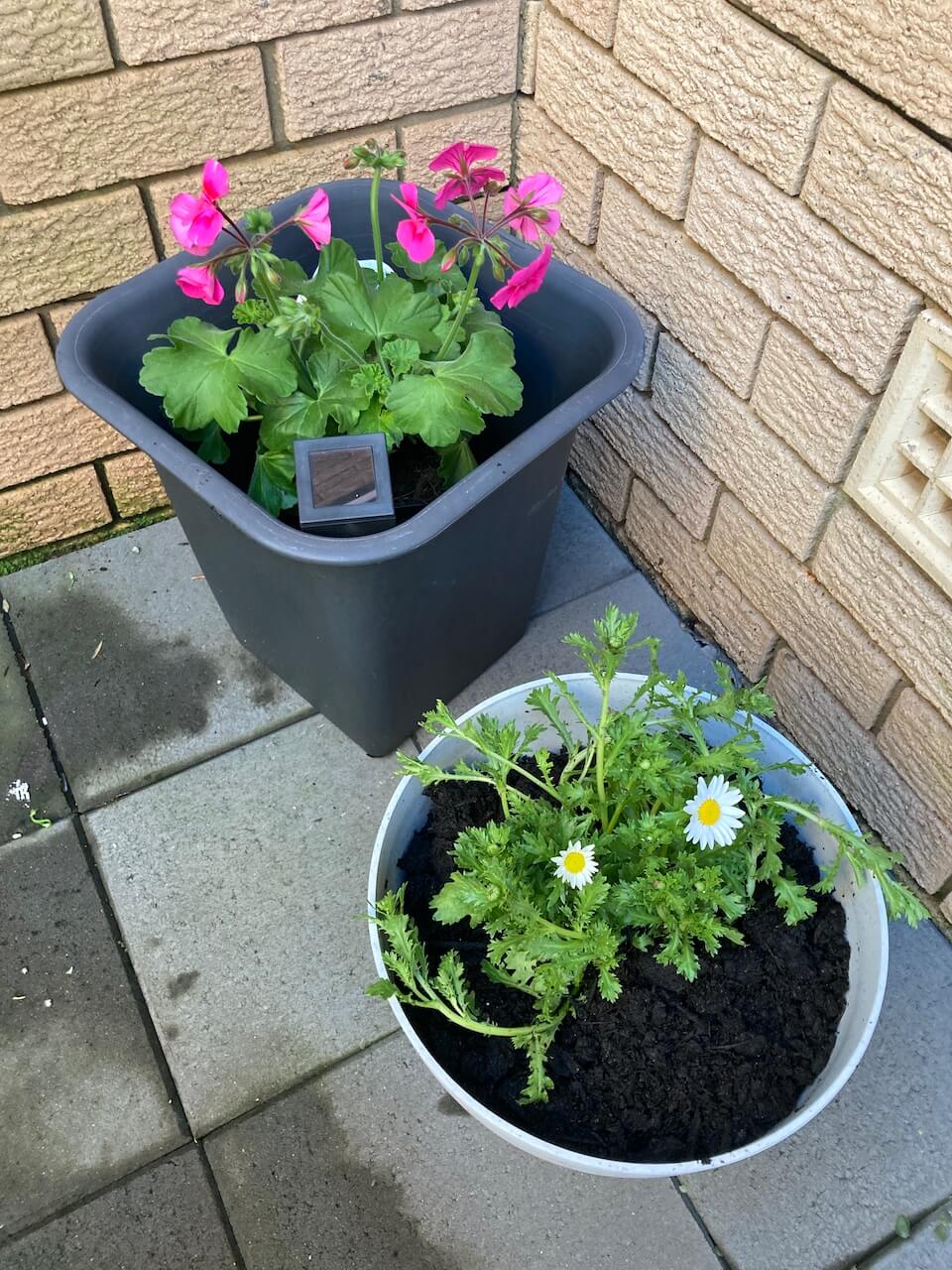 plants in pots