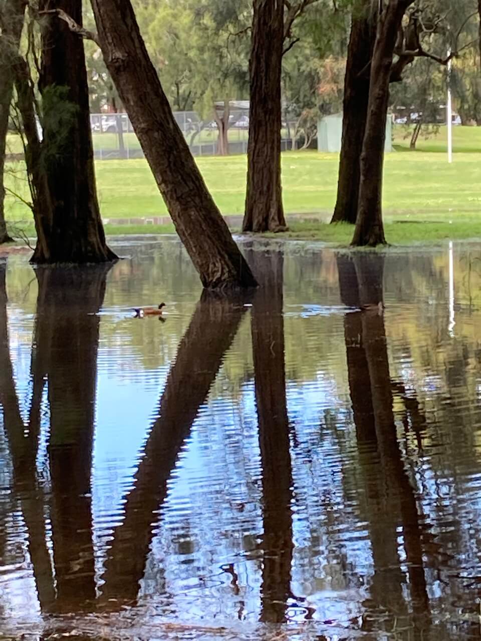 term four ducks