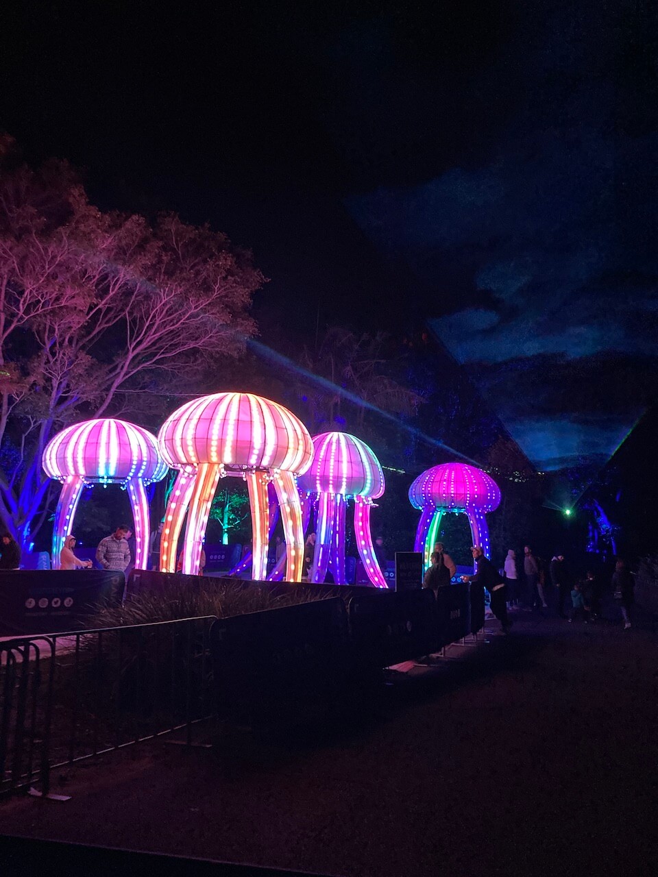 jelly fish at wild lights Taronga zoo