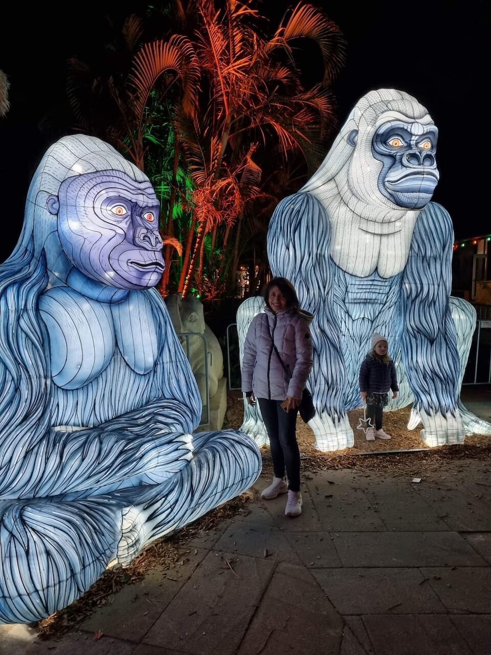 gorillas at wild lights taronga zoo