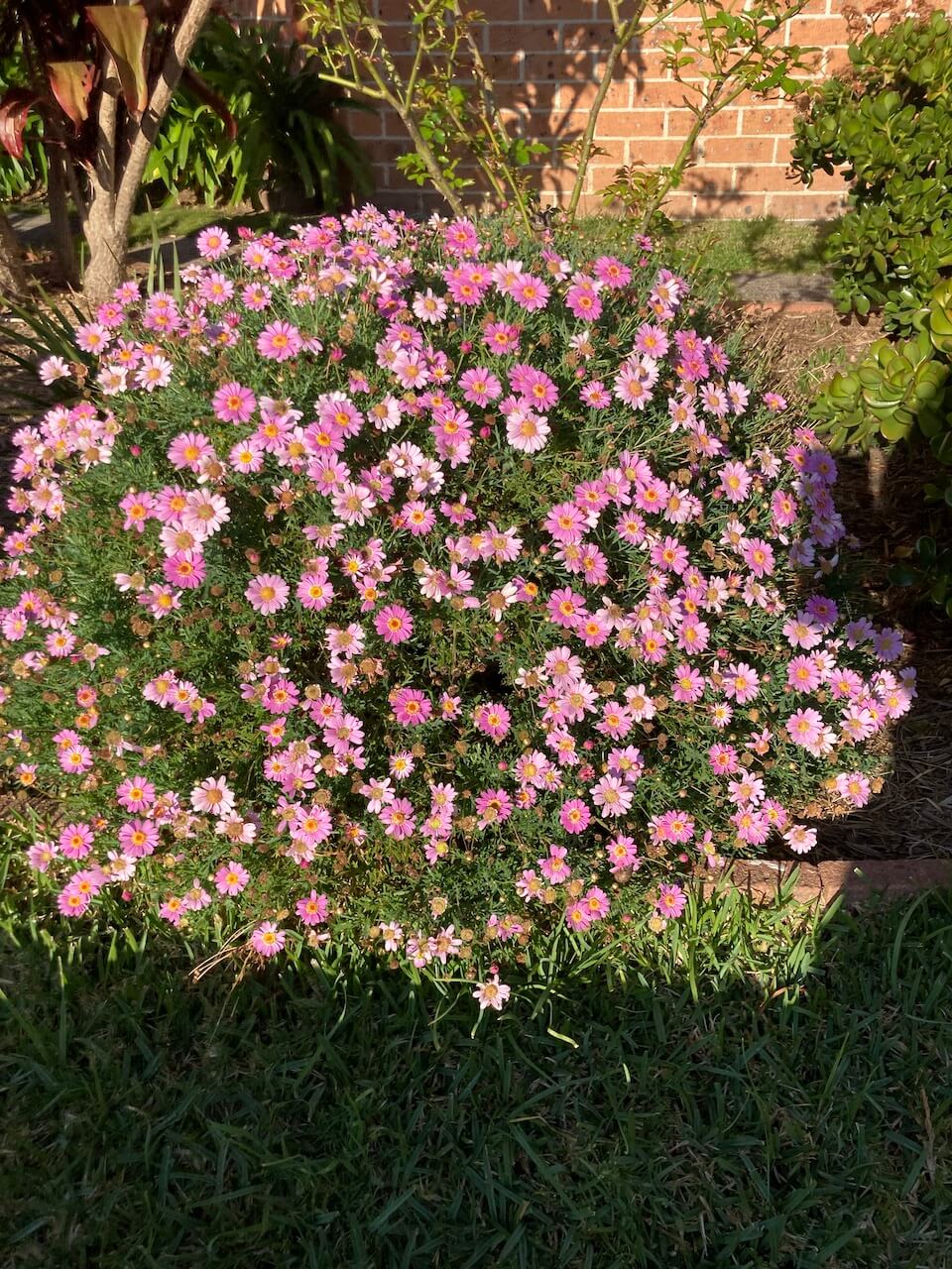 spring flowers