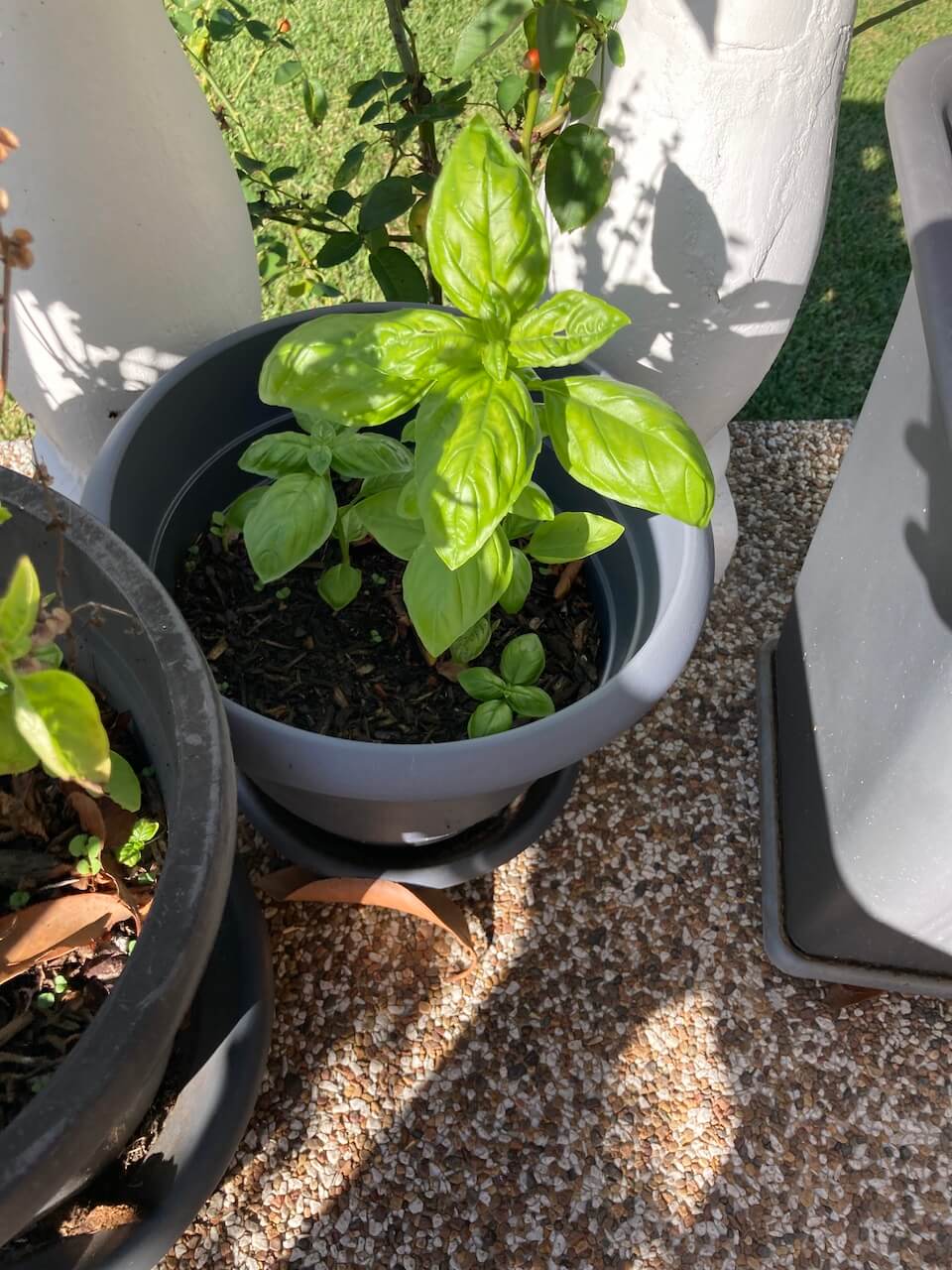 highlights and favourites-basil plant