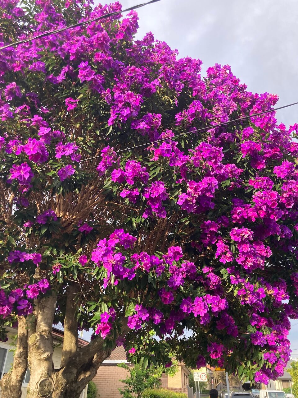 share some favourites - purple flowers on tree