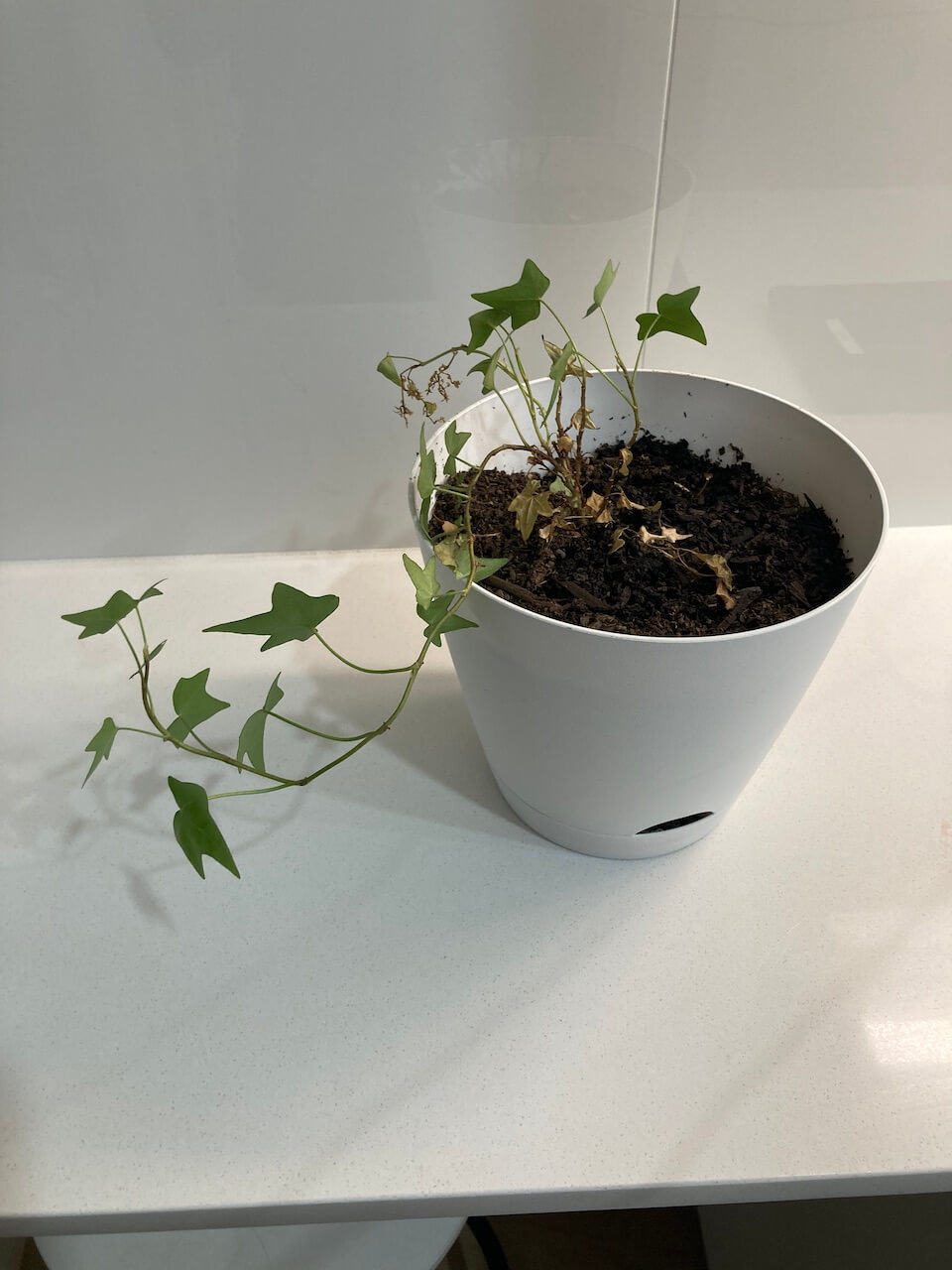 April Currently post- Ivey plant