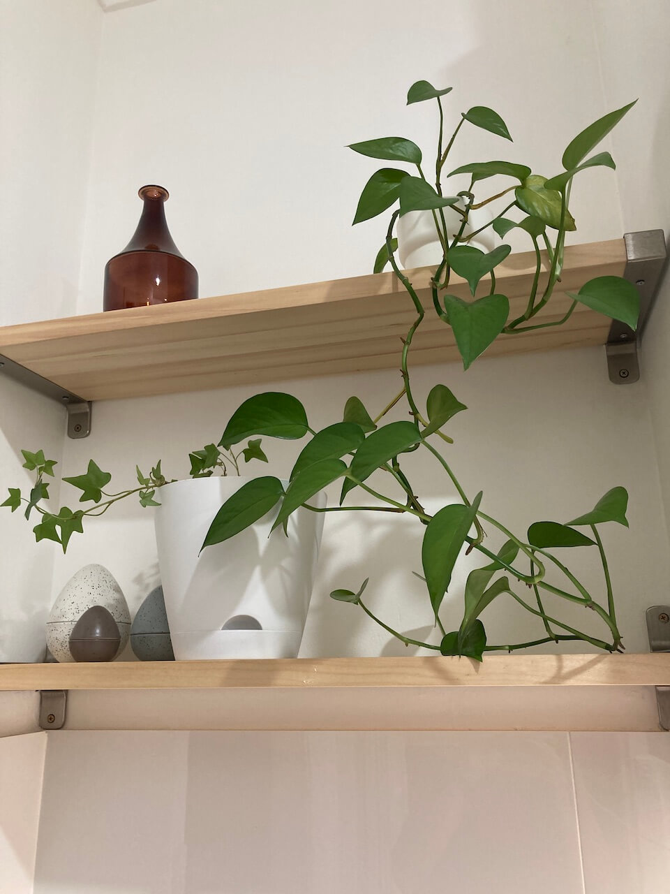 favourite day post-plants on kitchen shelves