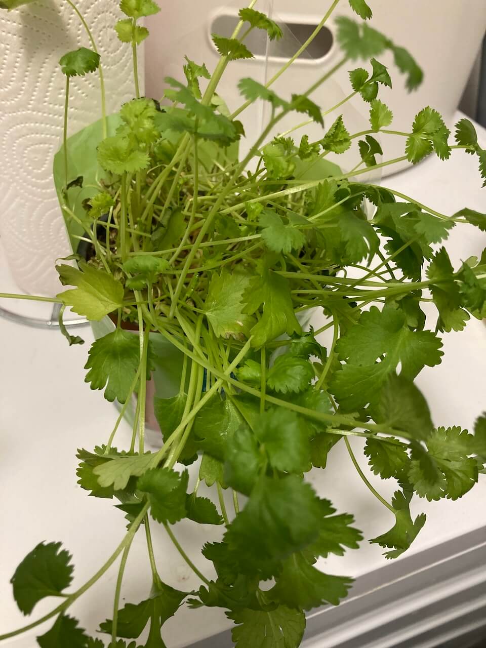 currently in July - coriander in a pot