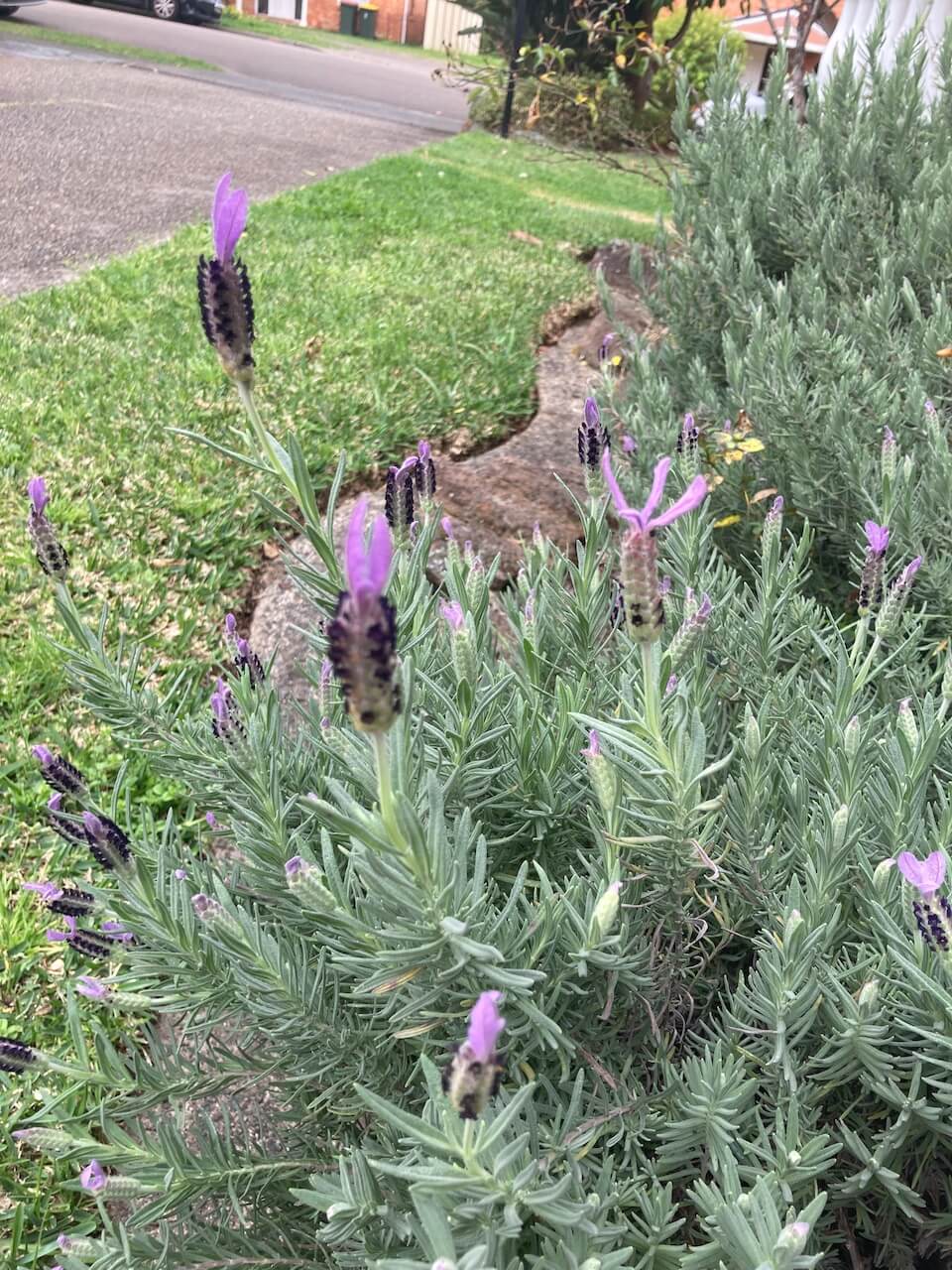 currently September post-lavender