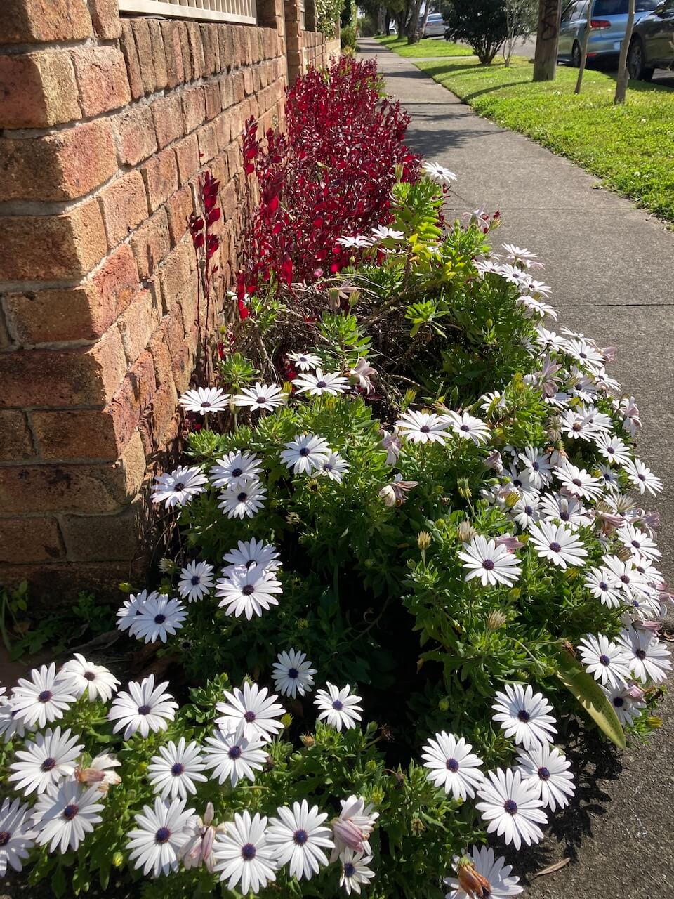 spring flowers