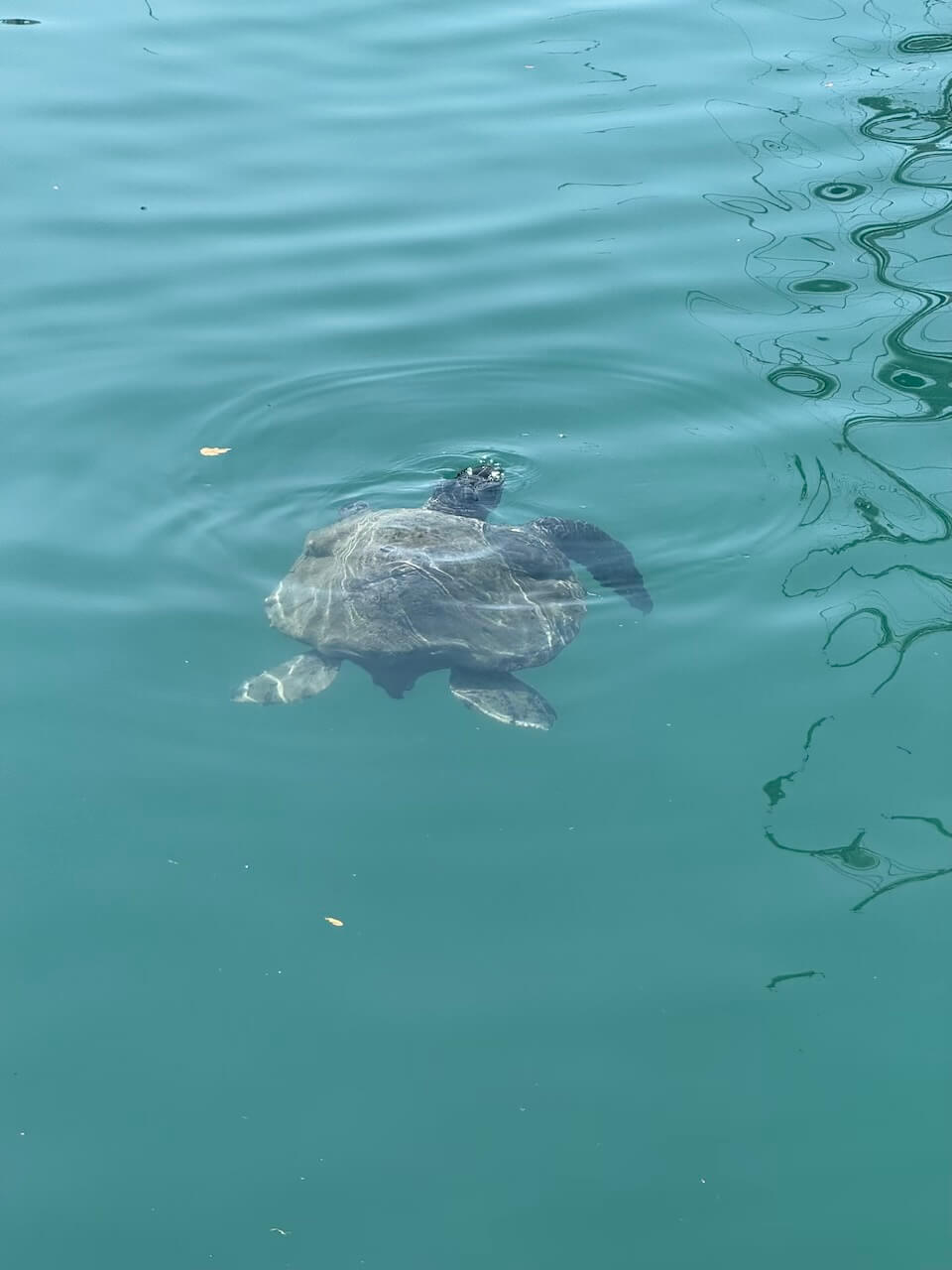 Living Ocean Tours – Snorkelling, Lookouts and More post- a turtle