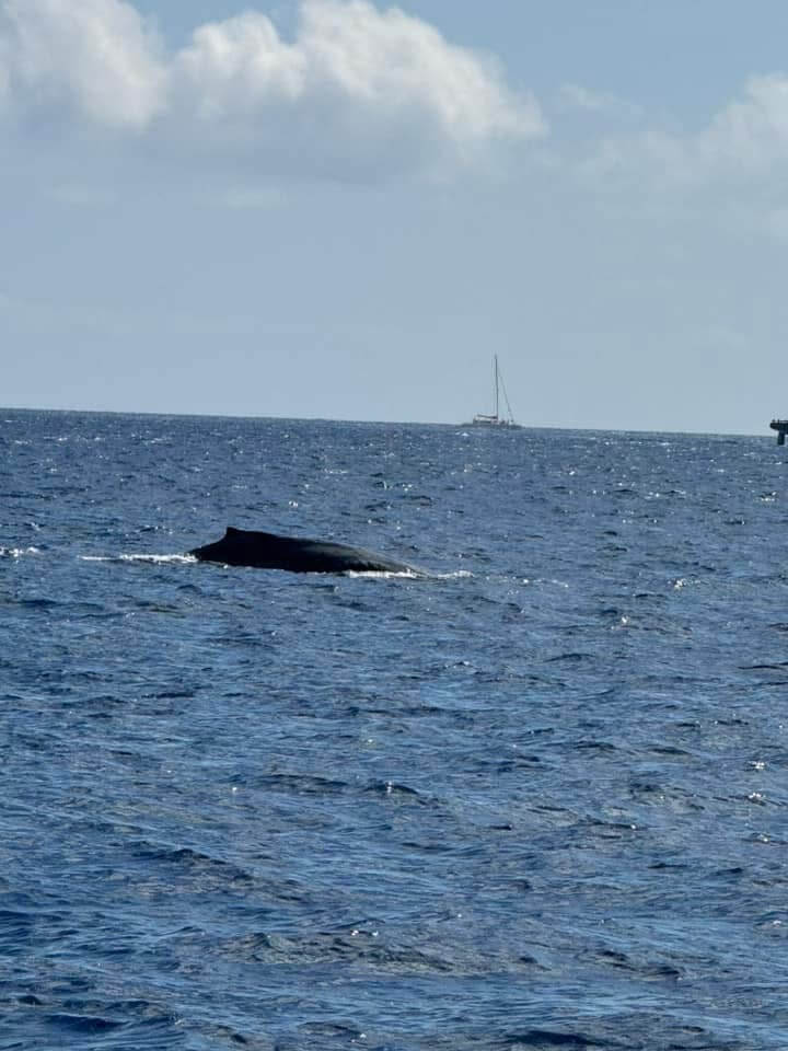 Living Ocean Tours -seeing a whale