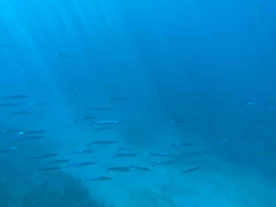 living ocean tours-underwater