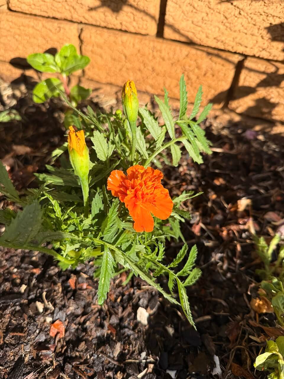 It's autumn post-marigold 