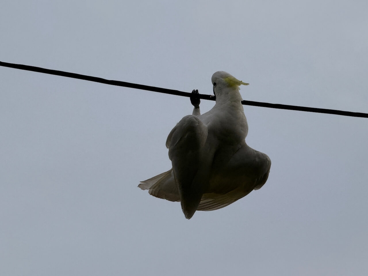 positive moments post-cockatoo
