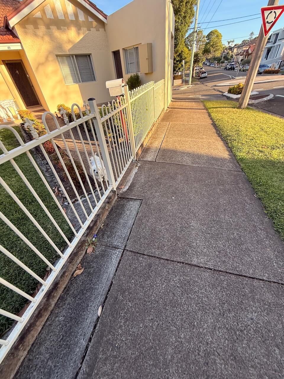 small dog barking on suburban street during walk