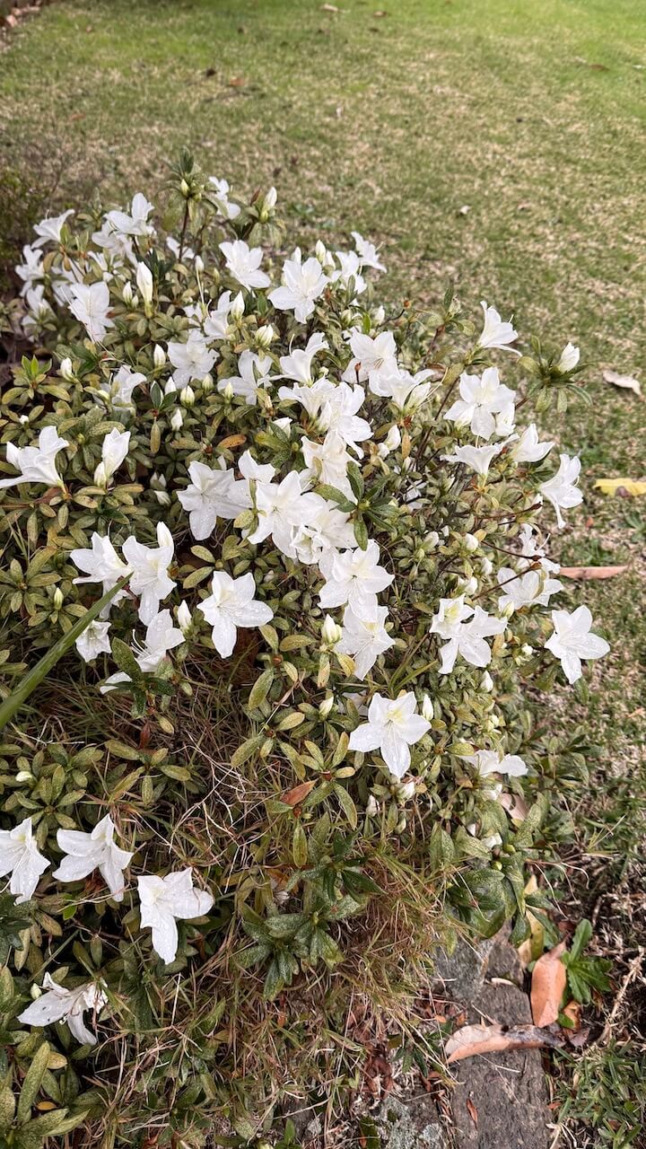 august-whats-up-wednesday What's Up Wednesday August spring flowers blooming