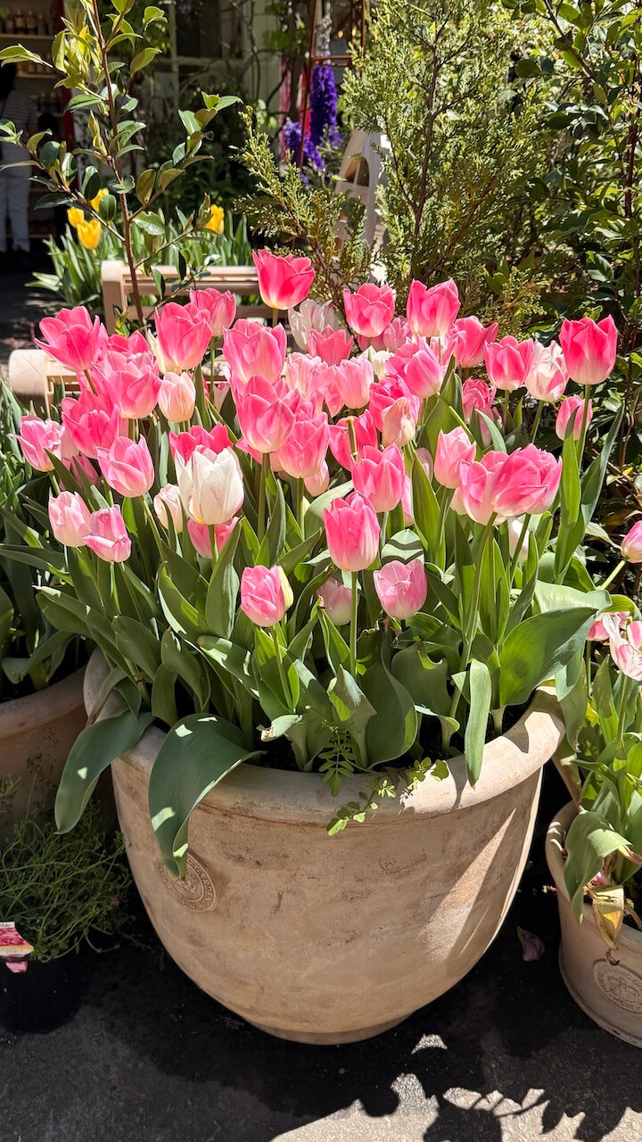Tulips at The Potting Shed in Bowral