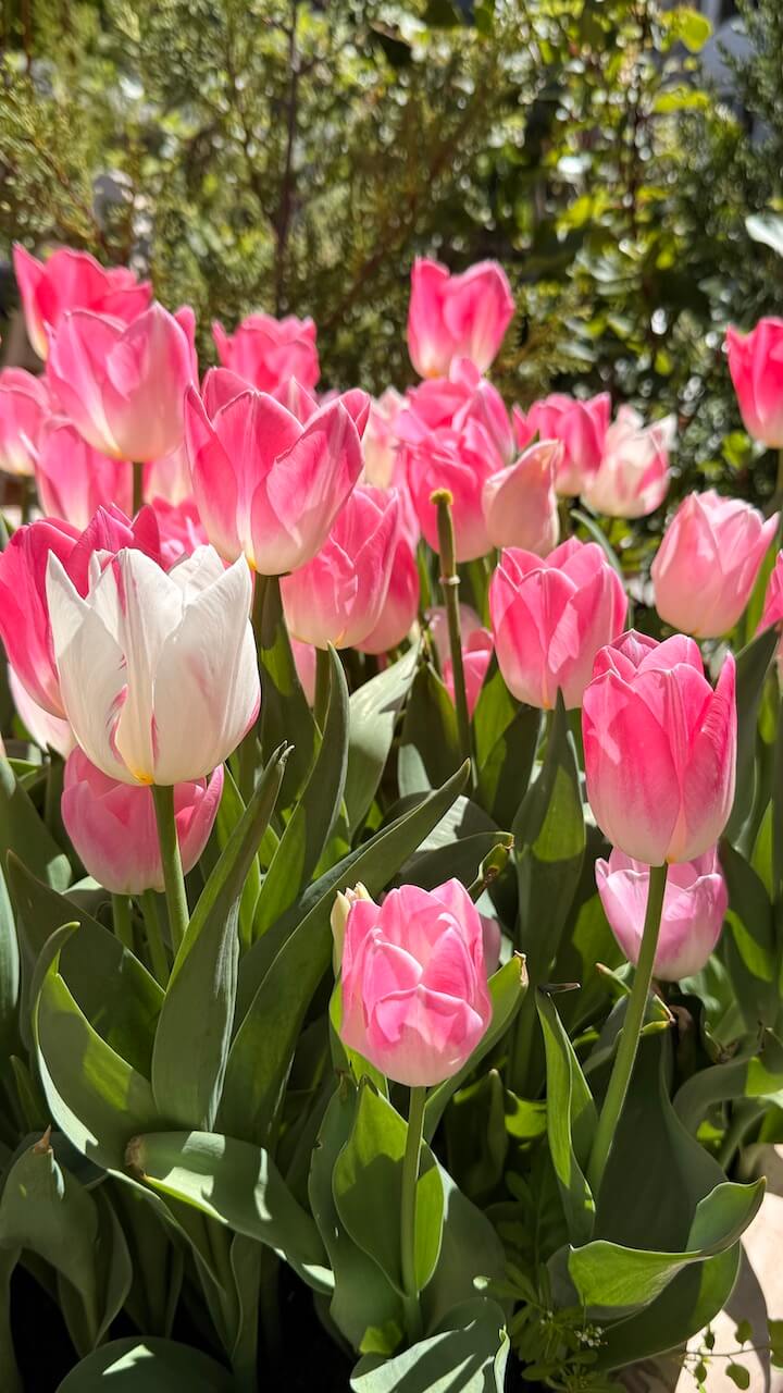 pink tulips
