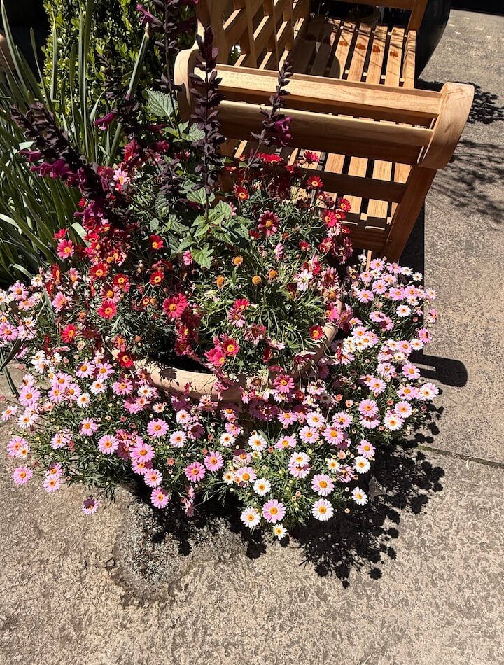 plants