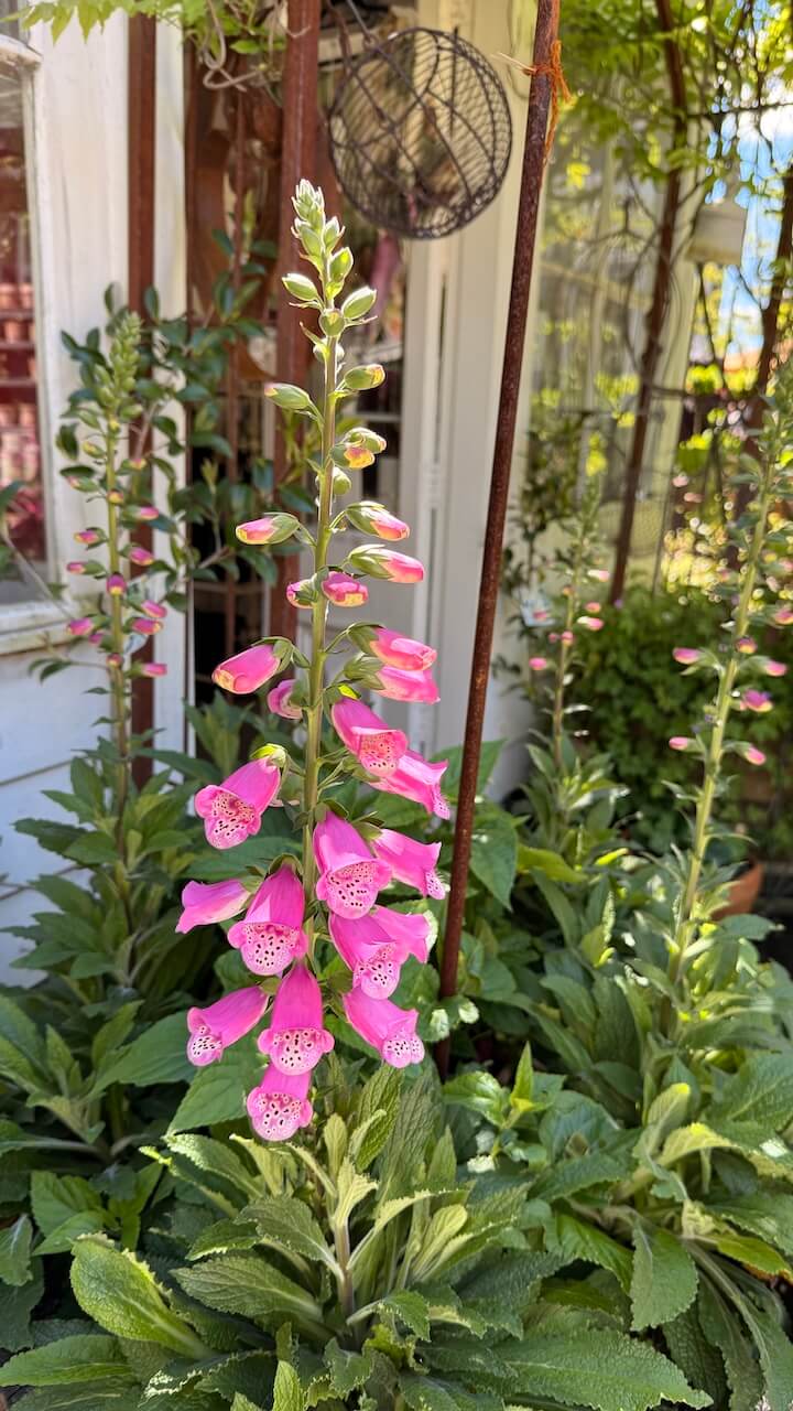 pink flowering plant